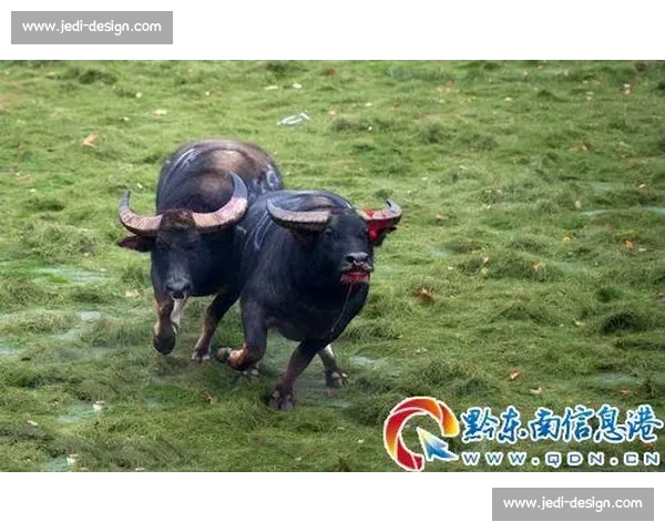 雷公山精彩牛王争霸赛精彩瞬间全记录解说